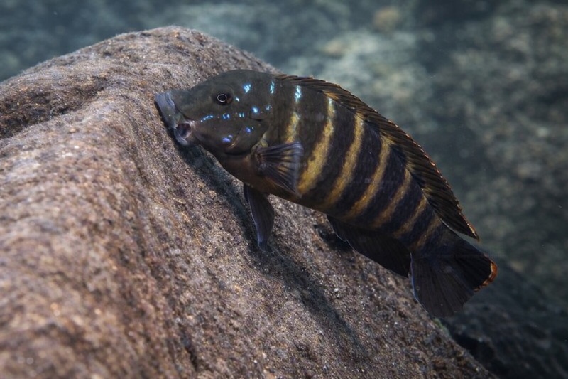 Eretmodus marksmithi 'Kalugunga'